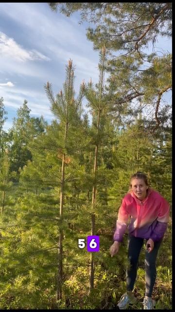 #деревья #возраст #сосна #ель #лес #рубкадерева #рост #по смотреть онлайн