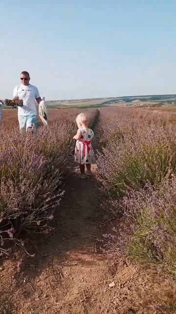 лаванда Крым 23.06.24#baby #крым #лаванда #funny смотреть онлайн