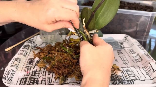 Пересадка Орхидей ! Подробно и наглядно смотреть онлайн