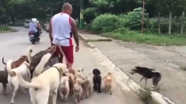 ЛУЧШИЕ ПРИКОЛЫ 2016 Ноябрь Лучшая Подборка Приколов #233 смотреть онлайн