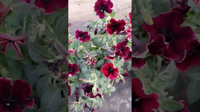 Крезитуния Блекберри Чизкейк, Тумбелина София, Сурфин смотреть онлайн