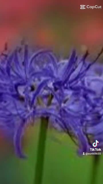 Красота #рекомендации #ликорис смотреть онлайн