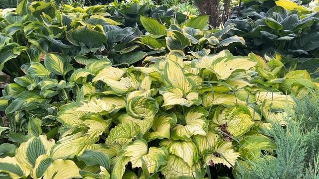 Сад хост в Бийске. Хосты в начале осени. Любимые хосты. смотреть онлайн