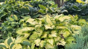 Сад хост в Бийске. Хосты в начале осени. Любимые хосты.