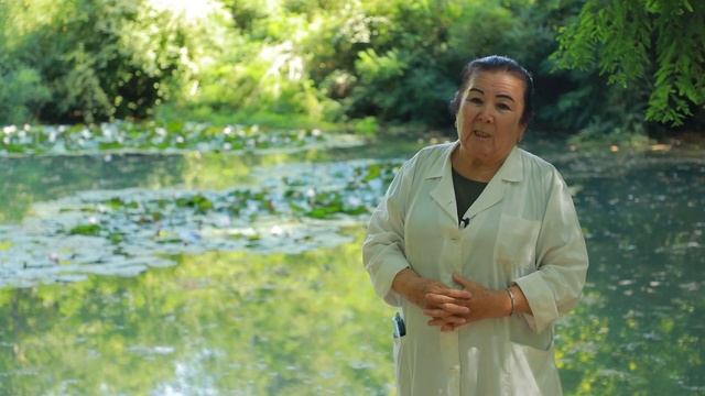 Водные растения в Ботаническом саду смотреть онлайн