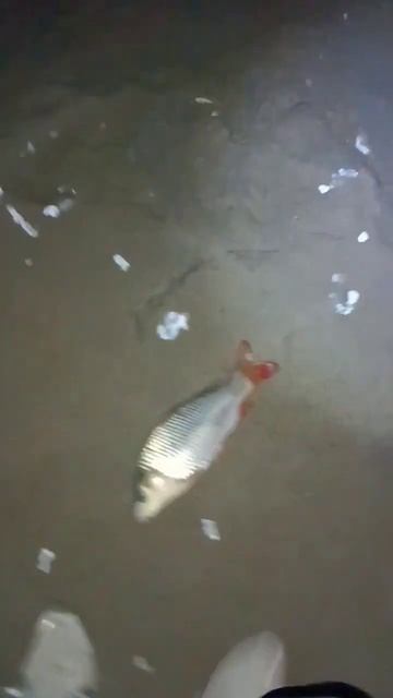 ночная рыбалка на сазана #рыбалка #казахстан #fishingvideo #м смотреть онлайн