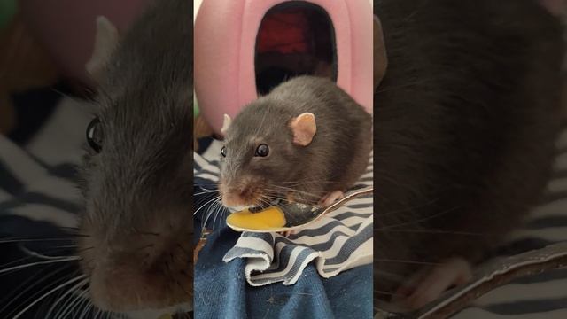 Завтрак должен быть сытным😊 Всем по десерту😊😊 Крыс смотреть онлайн