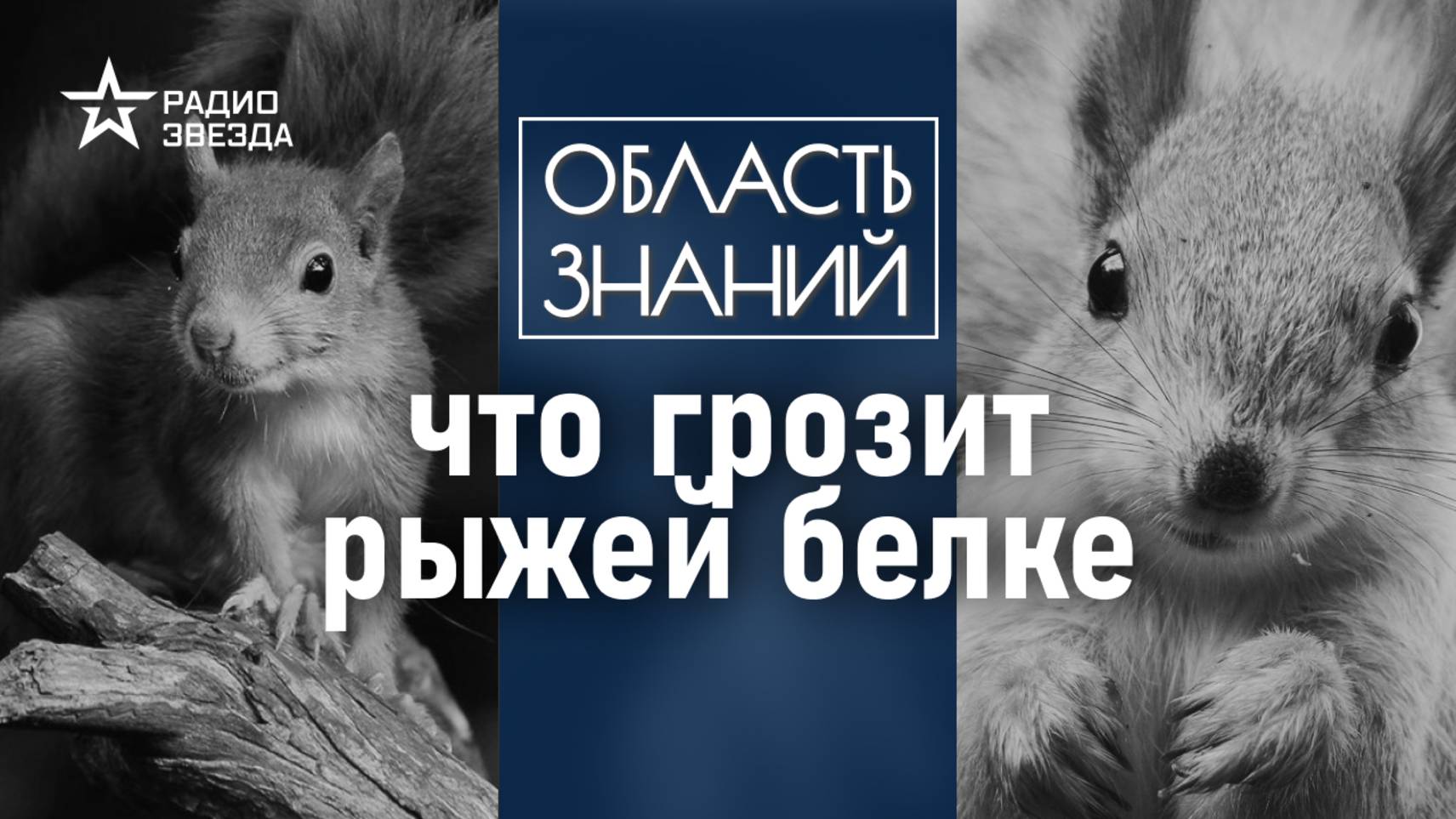 Почему белки умирают, не дожив до весны? Лекция биолога Натальи Носовой смотреть онлайн