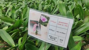 Обзор орхидей в теплице "Байкальские цветы", г. Пушкино