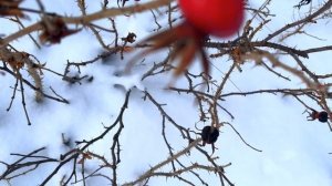 24 февраля Власьев День. Что нельзя делать 24 февраля пр?