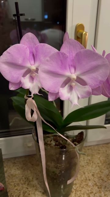 #данапротасова #orchid #орхидеи #orchideen #blooming #орхидеидома #? смотреть онлайн