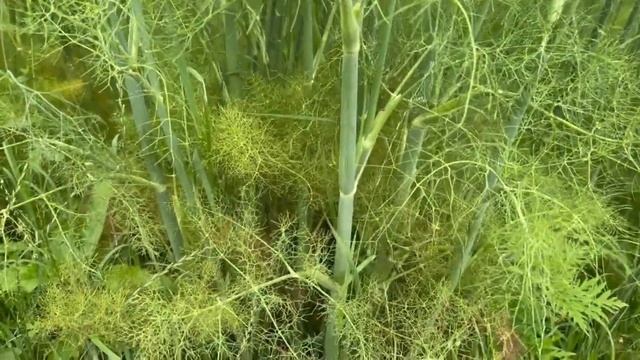 Фенхель Обыкновенный: Все о Пользе и Применении смотреть онлайн