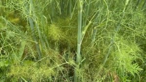 Фенхель Обыкновенный: Все о Пользе и Применении