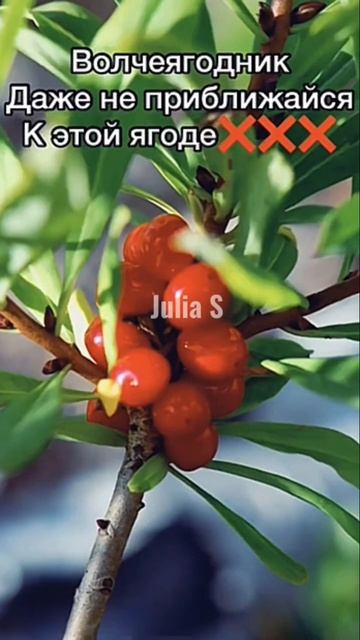 Никогда не ешь эти ягоды! 🛑#Shorts смотреть онлайн