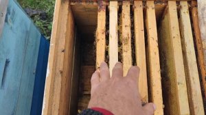 ДВЕ ТРИ УЛОЧКИ ПЧЕЛЫ сколько ДОЛЖНО БЫТЬ ПЧЕЛЫ НА РАМК