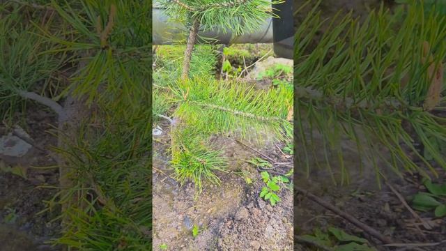 Коллектив ГУ МЧС России по Ивановской области посадили 11 елей на территории регионального МЧС!