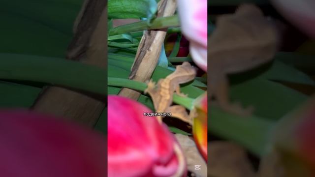 С чем есть эти бананы?🍌🍌🍌#gecko #домашниепитомцы #бана смотреть онлайн