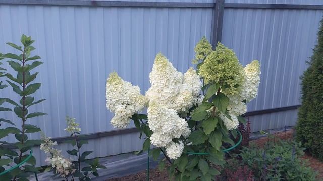 14 августа 2024 г.Метельчатая гортензия Magical Moonlight в моем ? смотреть онлайн