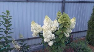 14 августа 2024 г.Метельчатая гортензия Magical Moonlight в моем ?