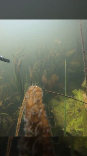 Кто тут у нас? Доброе утро природа! Подводная охота. Гд?