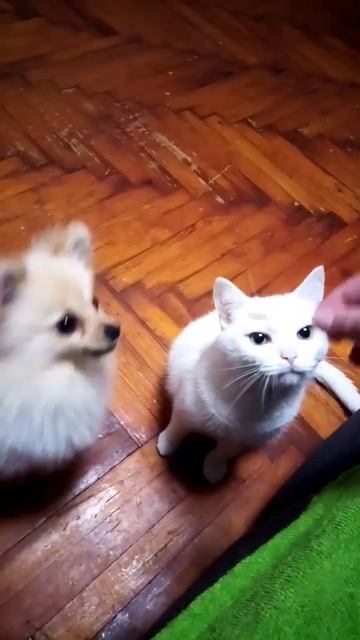 Как делится 😻 #щенокшпица #puppylove #кот #померанскийшпиц #shortvideo