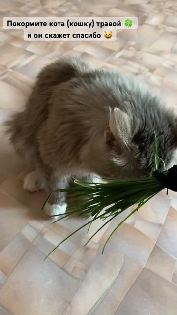 Кот ест траву 😻#котик #коттвикс #cat #котики #кот смотреть онлайн