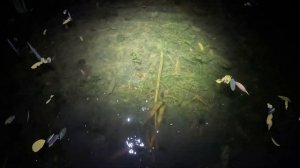 Ночная рыбалка острогой на болотных монстров!!! УЛОВ Ш?