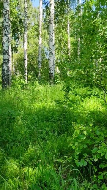 Шиповник в лесу, Алтайский край, село Лосиха. Rosehip in the fo смотреть онлайн