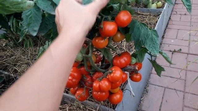 Самый ранний сорт! Орегон спринг Орегонская весна смотреть онлайн