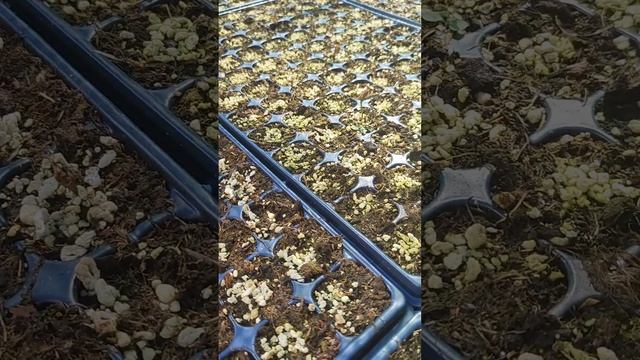 Мы так больше не будем! Пихта "Нордмана" смотреть онлайн
