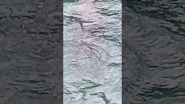 Носороги пингвины и морские котики смотреть онлайн