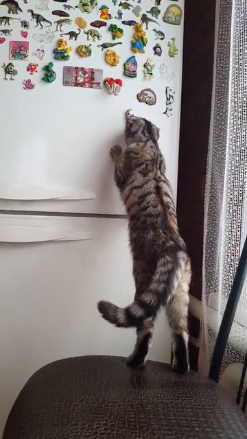 Кот и холодильник смотреть онлайн