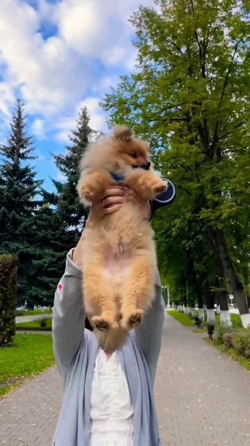 Наша маленькая пародия на Симбу🦁  #зоогостиница #люблюживотных #собака #шпиц