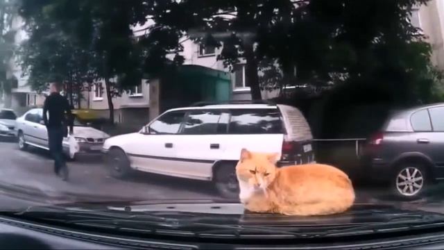 ПРИКОЛЫ С ЖИВОТНЫМИ! Отличная подборочка!Funny Animals NEW смотреть онлайн