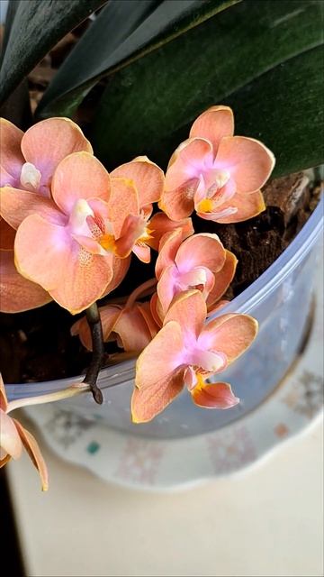 Орхидея Фаленопсис Dusty Belle #orchid#орхидеи#dusty belle#цветущие смотреть онлайн