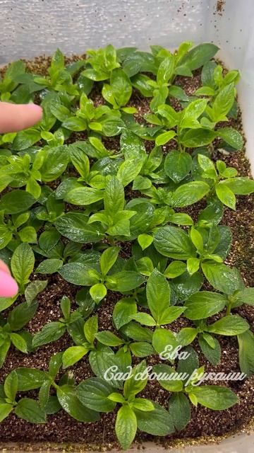 ‼️ЧЕРЕНКОВАНИЕ ПОЧКОЙ ГОРТЕНЗИИ МЕТЕЛЬЧАТОЙ - им ров смотреть онлайн