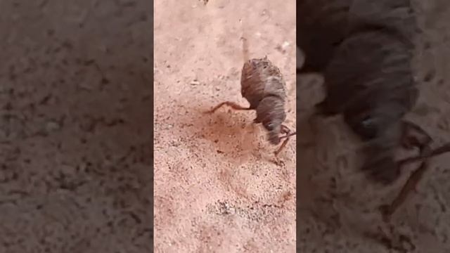 Скосарь малый чёрныйОни едят зерна, рисовые орехи, боб смотреть онлайн