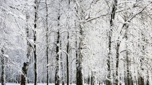 Аномальные снегопады не утихают в Якутии в середине мая