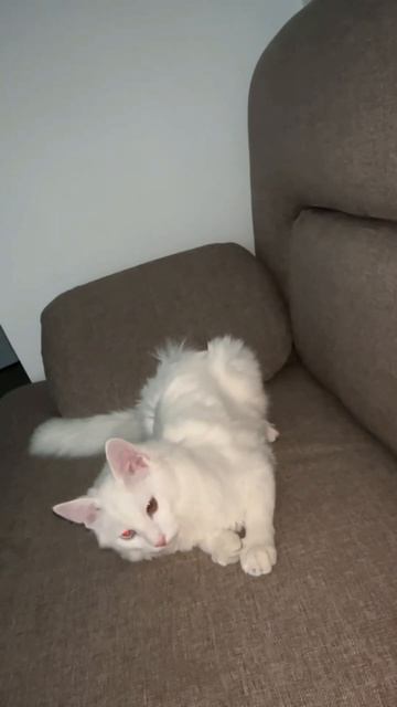 Лютик Биография #котенок #cat #котсмешной #котята смотреть онлайн