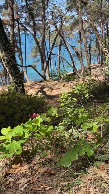 На черноморском побережье расцвели дикие пионы #travel #ч смотреть онлайн