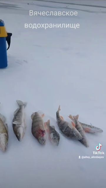 Рыбалка на судака #fishing #рыбалка #рыболовная #зима #рыба