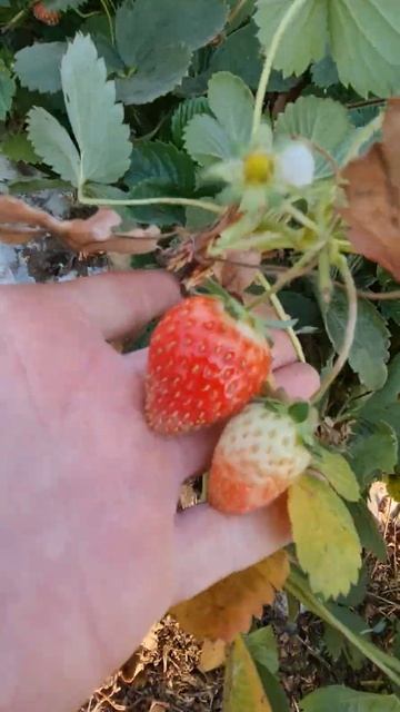 1 Ноября клубника мурано смотреть онлайн