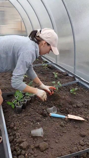 высаживаю перец в теплицу 🫑🌶 #краснодар #огород #сад смотреть онлайн