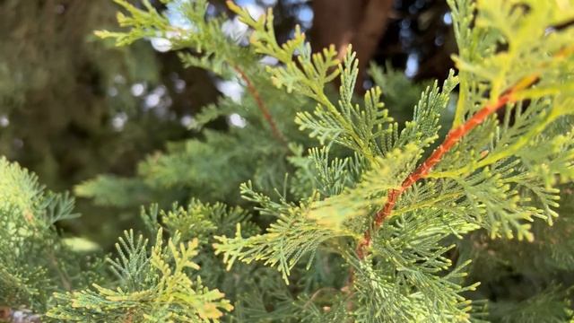 Ялта. Панорамный вид на восточную часть города, с холма Дарсан. 08 мая 2025. Крым. Crimea. Yalta. смотреть онлайн