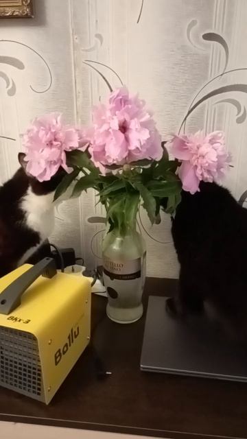 букет пионов и наши коты смотреть онлайн