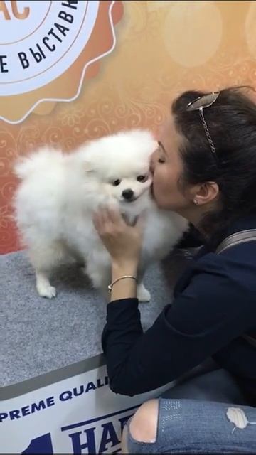 Ласковый шпиц. Выставка собак смотреть онлайн