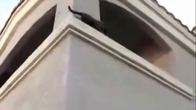 приколы про котов!! смотреть онлайн