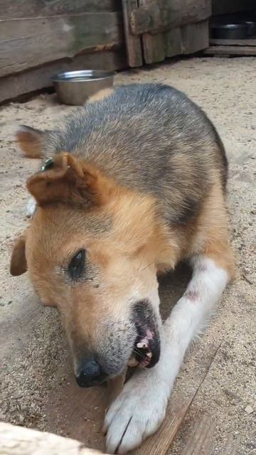 Дружок ест ухо смотреть онлайн