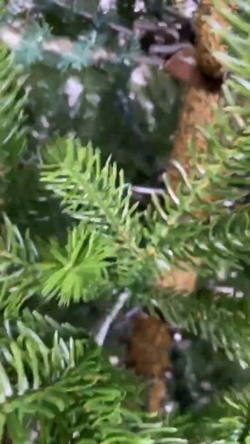 Ель Марта 100 ветки PE (литые) смотреть онлайн