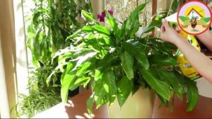 Паутинный клещ на комнатных растениях, как избавиться